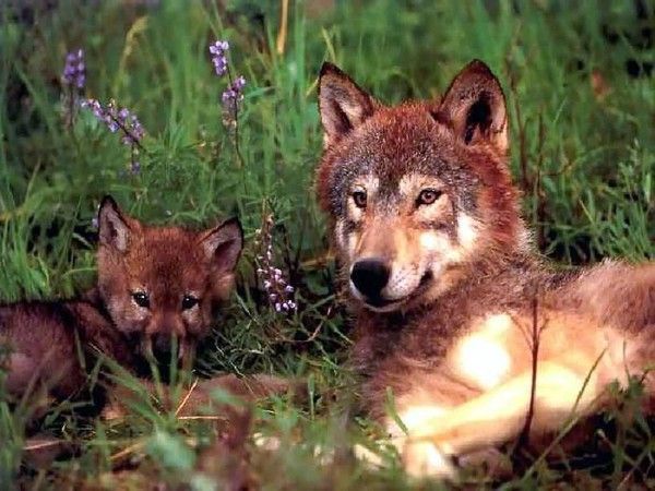les poemes pour les animaux Acb2824c